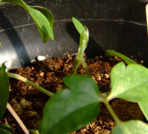 ���������������ĵĳ���