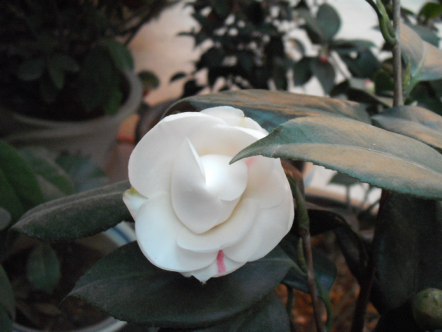 DSCF0215.jpg