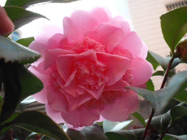 DSCF0212.jpg