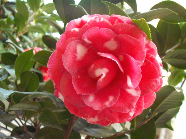 DSCF0221.jpg