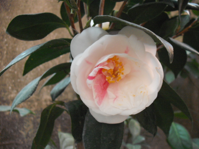 DSCF0213.jpg