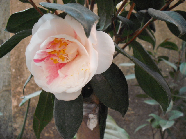 DSCF0214.jpg