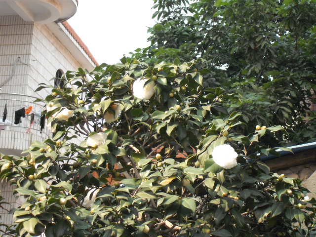 ���ǵ���ѩ������