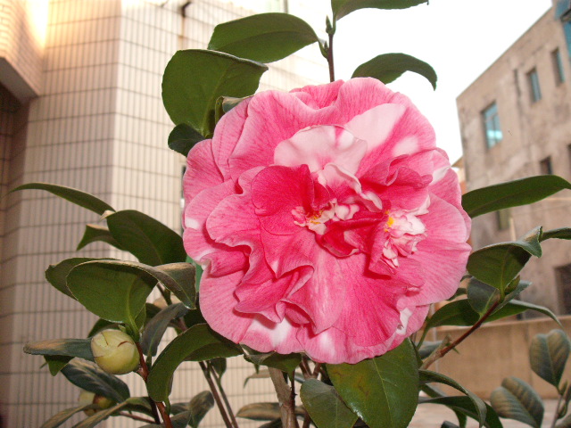 DSCF0218.jpg