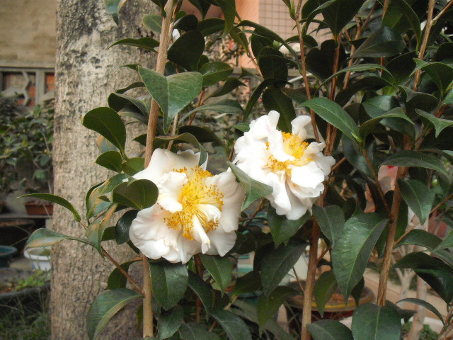 DSCF0207.jpg