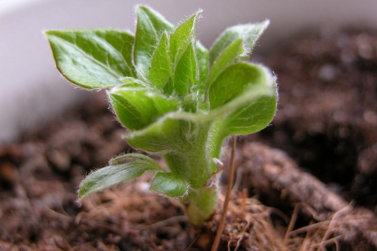 09.1.2Kir Te Kanawa.JPG