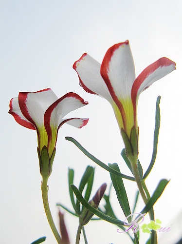 versicolor ˫ɫ9.jpg