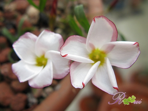 versicolor ˫ɫ8.jpg