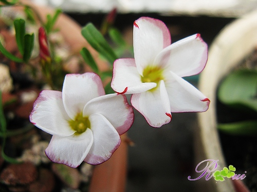 versicolor ˫ɫ5.jpg