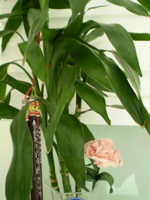 ������С P8160025.JPG