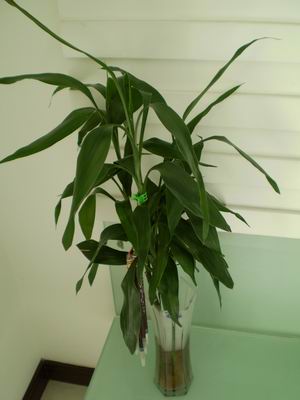 ������С P8160024.JPG