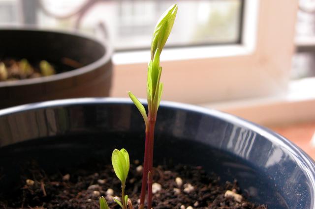 090109Bluish  violetJPG.JPG