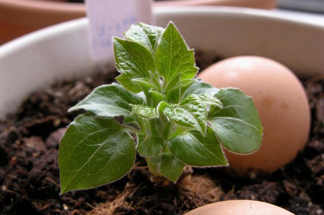 090109Kir Te Kanawa.JPG