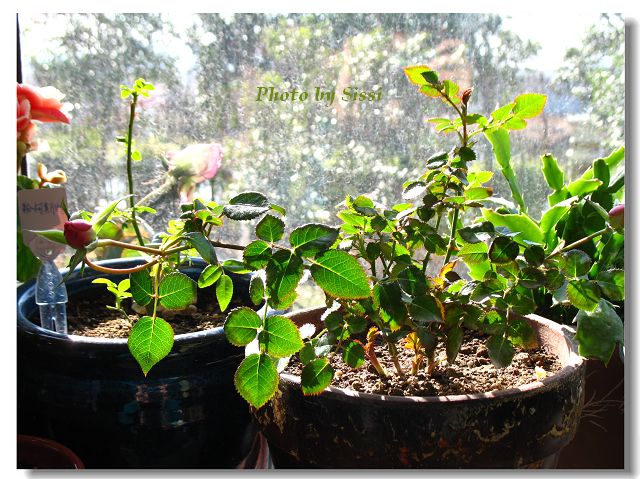 һ���������ˣ�С��ѿ�տ�ʼչҶ���ֻ����Ļ���Ҳ�մ�~