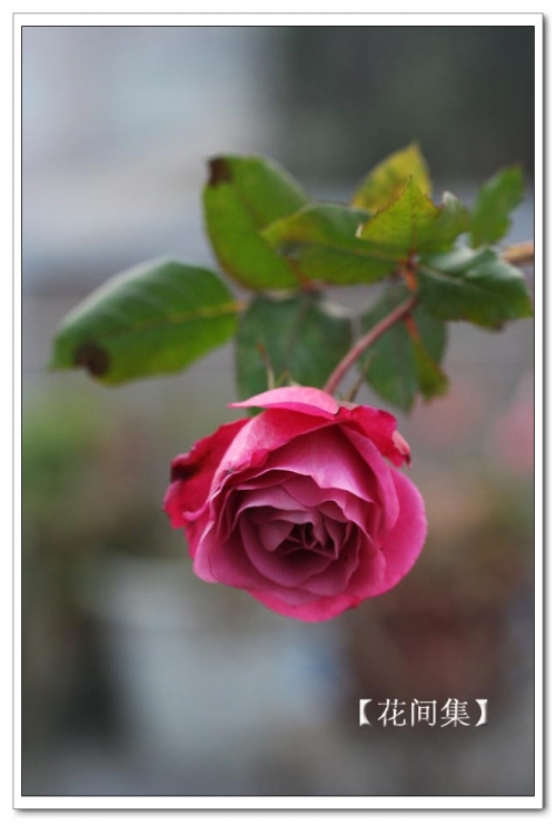 IMG_1001 ����.jpg