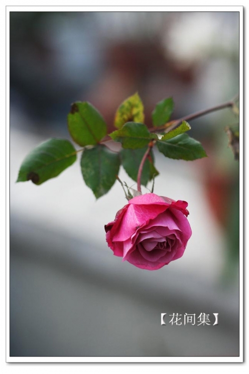 IMG_1005 ����.jpg