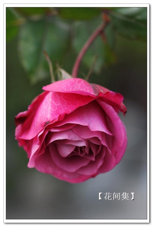 IMG_1011 ����.jpg