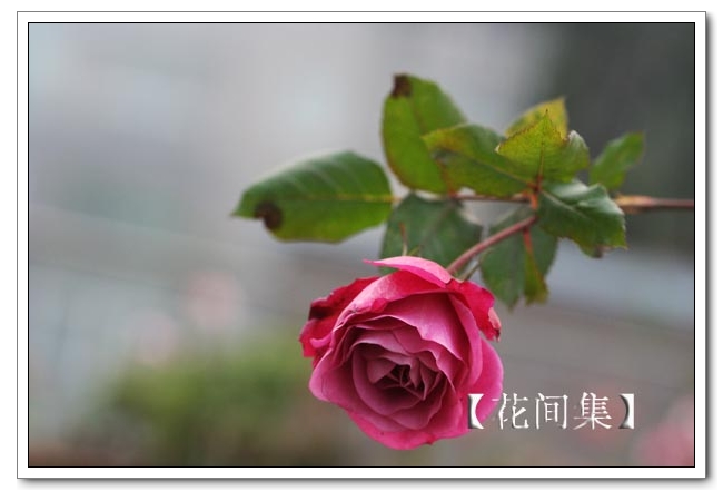 IMG_1004 ����.jpg