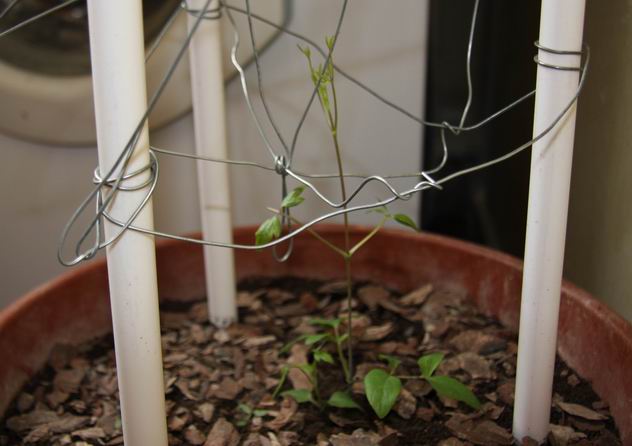 7�ţ�����˿����2��