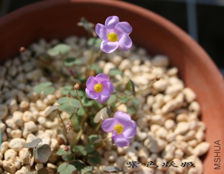 ���� IMG_7141-1_resize_resize.jpg