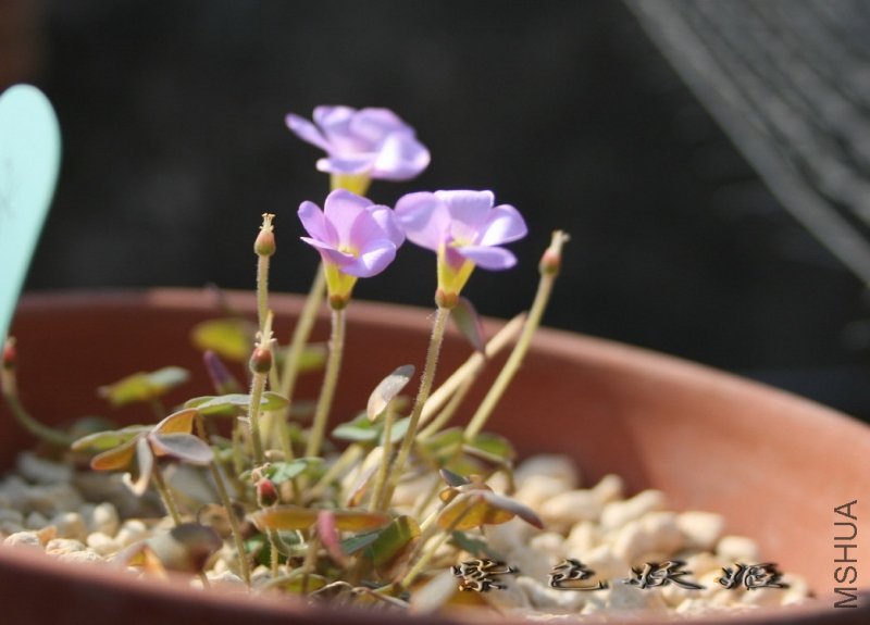 ���� IMG_7138-1_resize.jpg