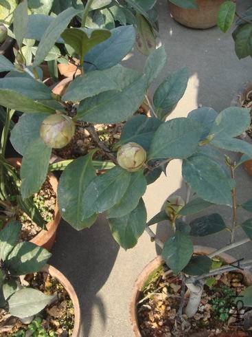 �ȶ������