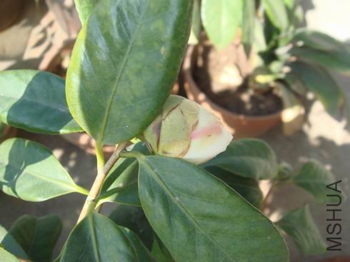 �����������Ĳ���þ�