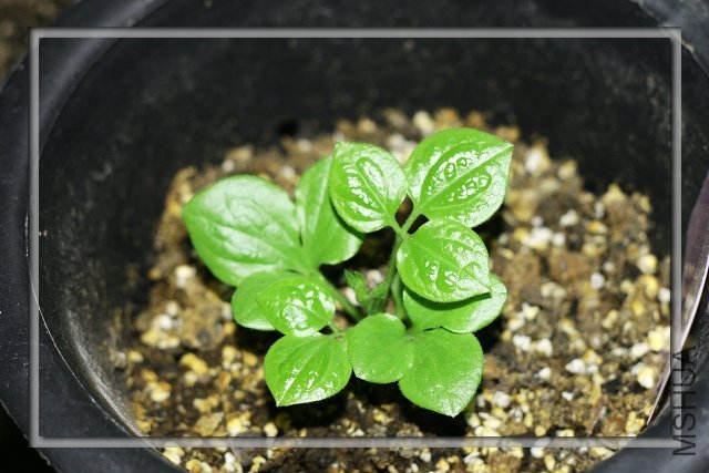 20090109 ������.jpg