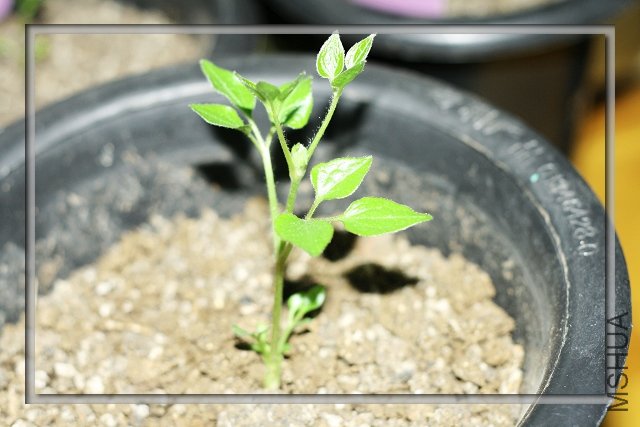 20090109 ����.jpg