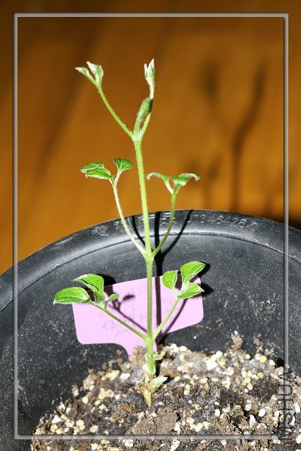 20090109 ��˹����Ů.jpg