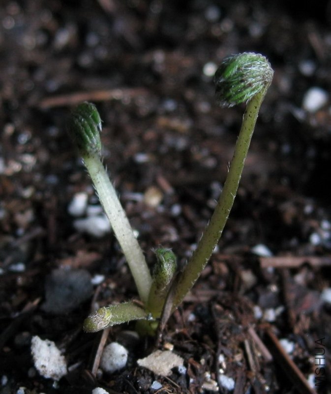 palmifrons�����.JPG