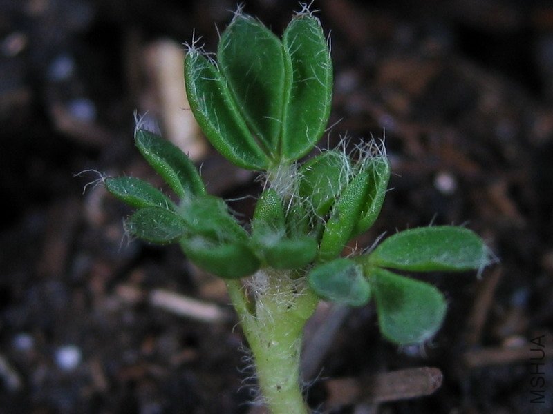 haworthioides2.JPG