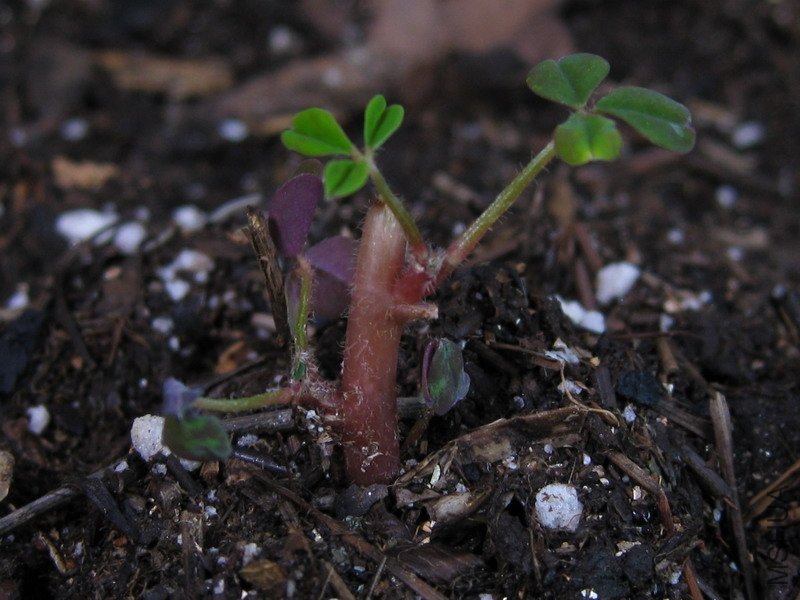 Oxalis hedysaroides \'Rubra\'С���.JPG