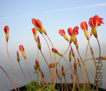 ������Oxalis inaequalis1.JPG