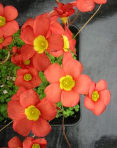������Oxalis inaequalis2.JPG