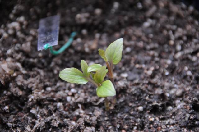 ������С txl090109-dan.jpg