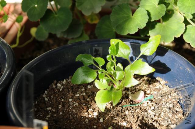 ������С txl090109-fx.jpg