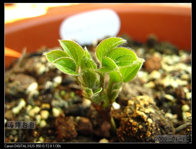 ��˹������