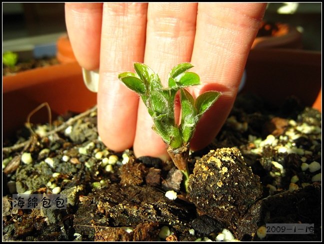 ��˹������