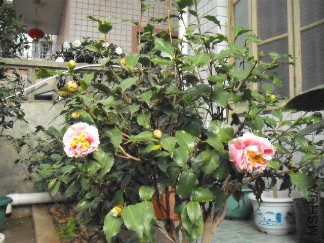 DSCF0237.jpg