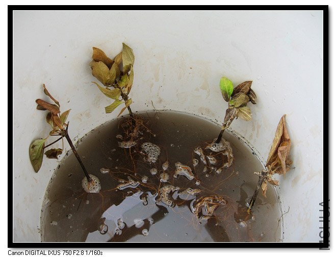 �����У�Ҷ��ȫ���ˣ���������XDJM�����ӣ���С���Ĵ��Ǻ�������