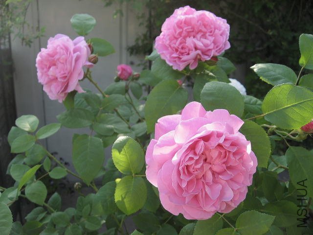 c0051044_20332283.jpg