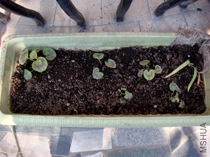 ���ܿ���������6��С����555