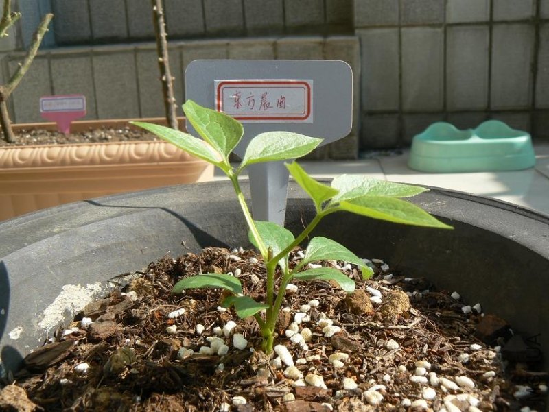 ��������(��ͷ��)