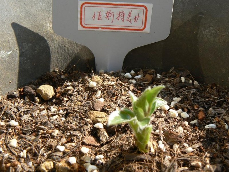 ��˹����Ů