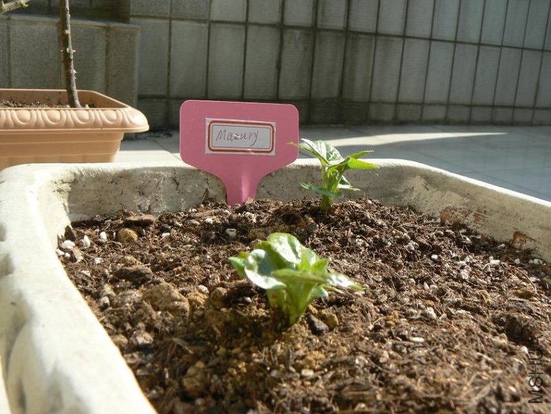 MAZURY(���������,����һ����˫ͷ��)