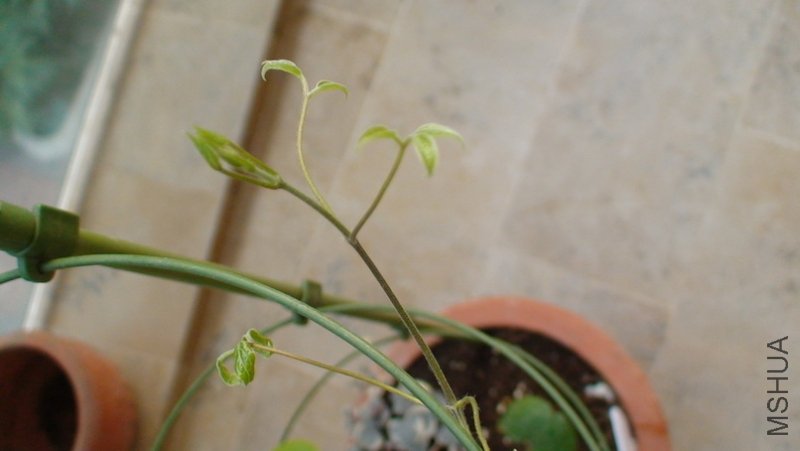 ��ϸ����,����û�л���