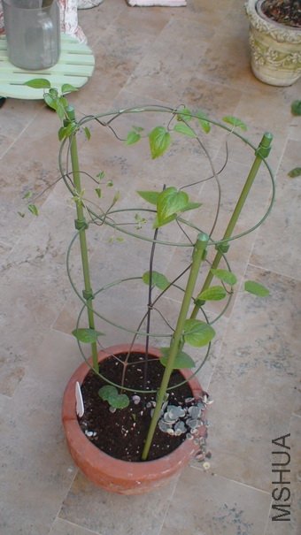 C8���ڵ����ӣ�95CM����