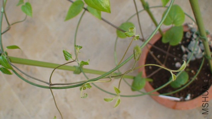 ������������Ҷ��