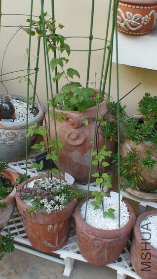 �Ǿ���C3��Ѿ����ѩ��